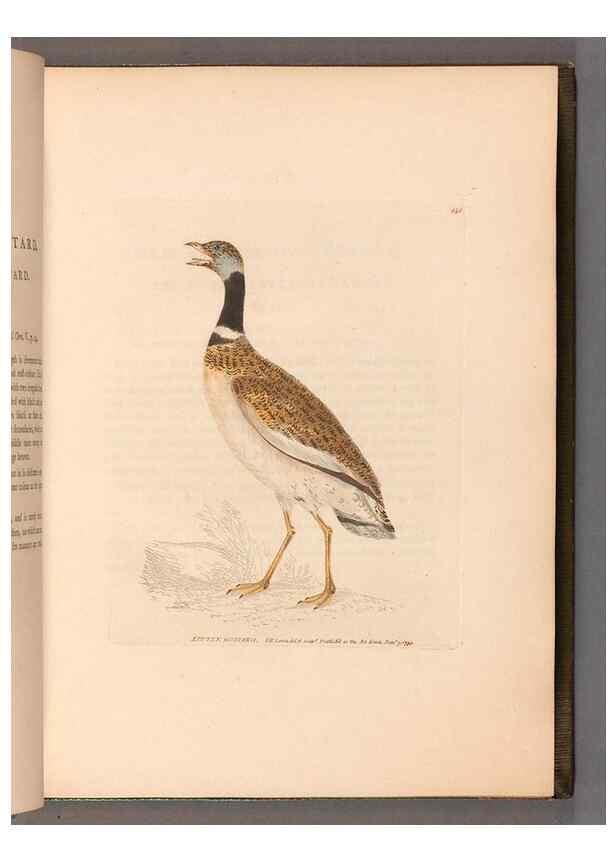 Reproducción/Reproduction 49055489592: The birds of Great Britain,. 1795-1801.. 