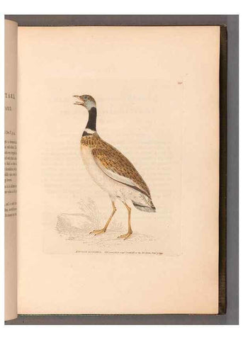 Reproducción/Reproduction 49055489592: The birds of Great Britain,. 1795-1801.. 