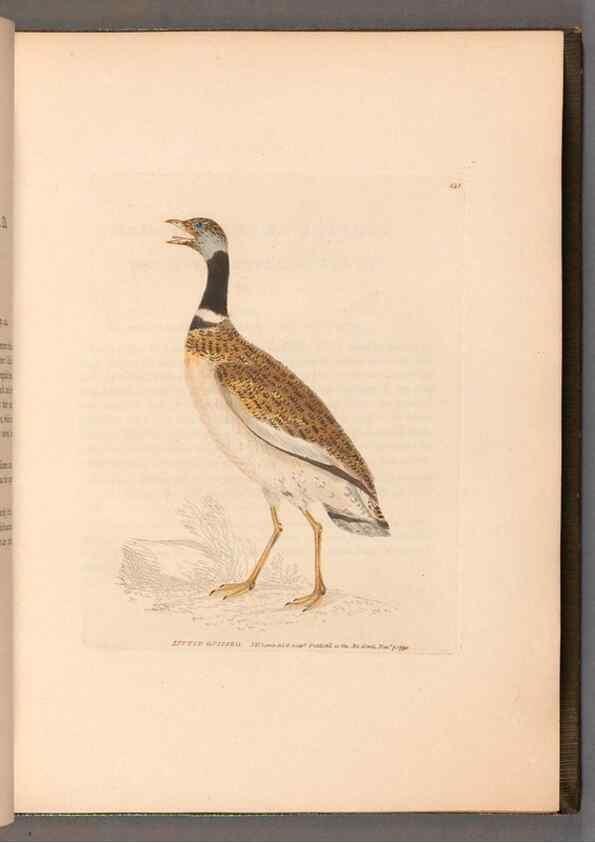 Reproducción/Reproduction 49055489592: The birds of Great Britain,. 1795-1801.. 