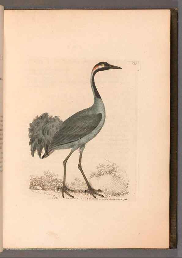 Reproducción/Reproduction 49054761513: The birds of Great Britain,. 1795-1801.. 