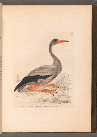 Reproducción/Reproduction 49055277631: The birds of Great Britain,. 1795-1801.. 