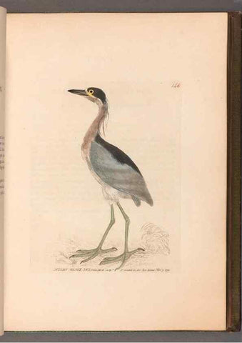 Reproducción/Reproduction 49054762173: The birds of Great Britain,. 1795-1801.. 