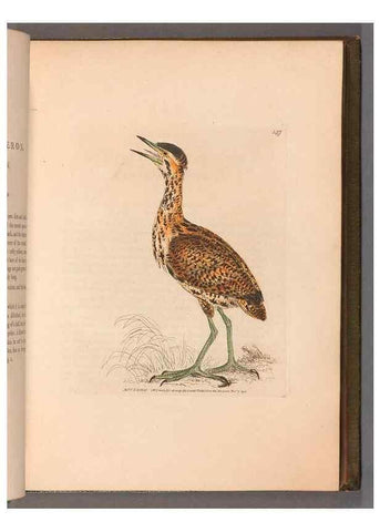 Reproducción/Reproduction 49054762528: The birds of Great Britain,. 1795-1801.. 