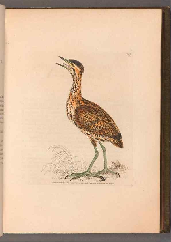 Reproducción/Reproduction 49054762528: The birds of Great Britain,. 1795-1801.. 