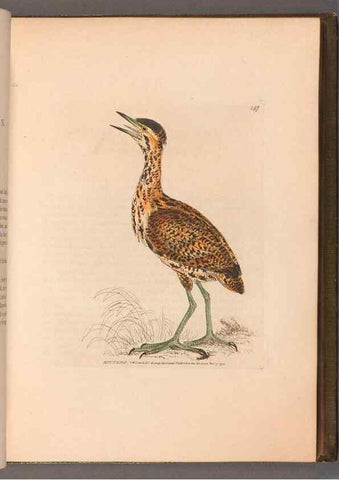Reproducción/Reproduction 49054762528: The birds of Great Britain,. 1795-1801.. 