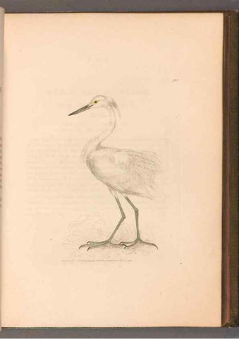 Reproducción/Reproduction 49055279186: The birds of Great Britain,. 1795-1801.. 