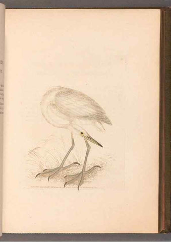 Reproducción/Reproduction 49054763808: The birds of Great Britain,. 1795-1801.. 