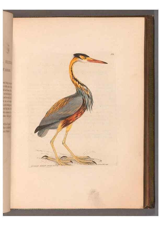 Reproducción/Reproduction 49055279821: The birds of Great Britain,. 1795-1801.. 