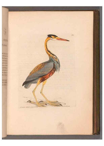 Reproducción/Reproduction 49055279821: The birds of Great Britain,. 1795-1801.. 