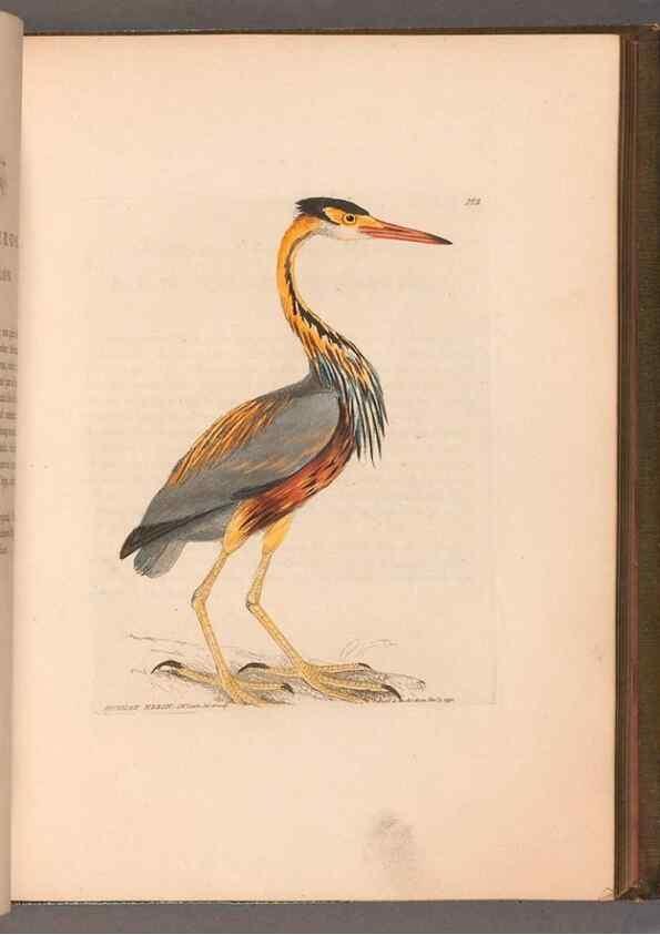 Reproducción/Reproduction 49055279821: The birds of Great Britain,. 1795-1801.. 