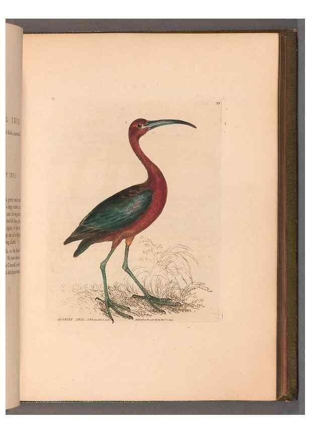 Reproducción/Reproduction 49054764483: The birds of Great Britain,. 1795-1801.. 