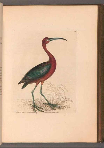 Reproducción/Reproduction 49054764483: The birds of Great Britain,. 1795-1801.. 