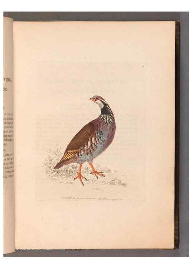 Reproducción/Reproduction 49055275521: The birds of Great Britain,. 1795-1801.. 