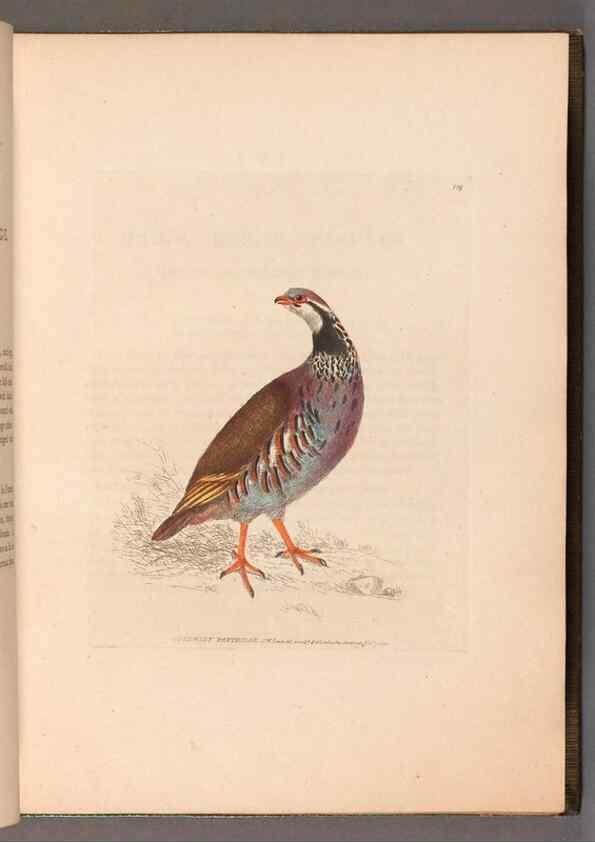 Reproducción/Reproduction 49055275521: The birds of Great Britain,. 1795-1801.. 