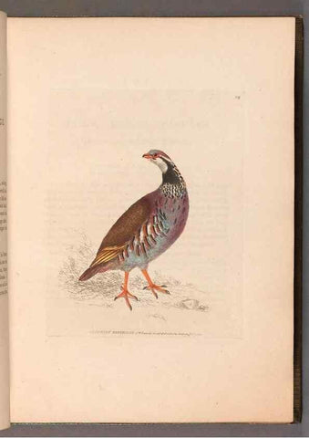 Reproducción/Reproduction 49055275521: The birds of Great Britain,. 1795-1801.. 