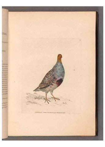 Reproducción/Reproduction 49055488512: The birds of Great Britain,. 1795-1801.. 