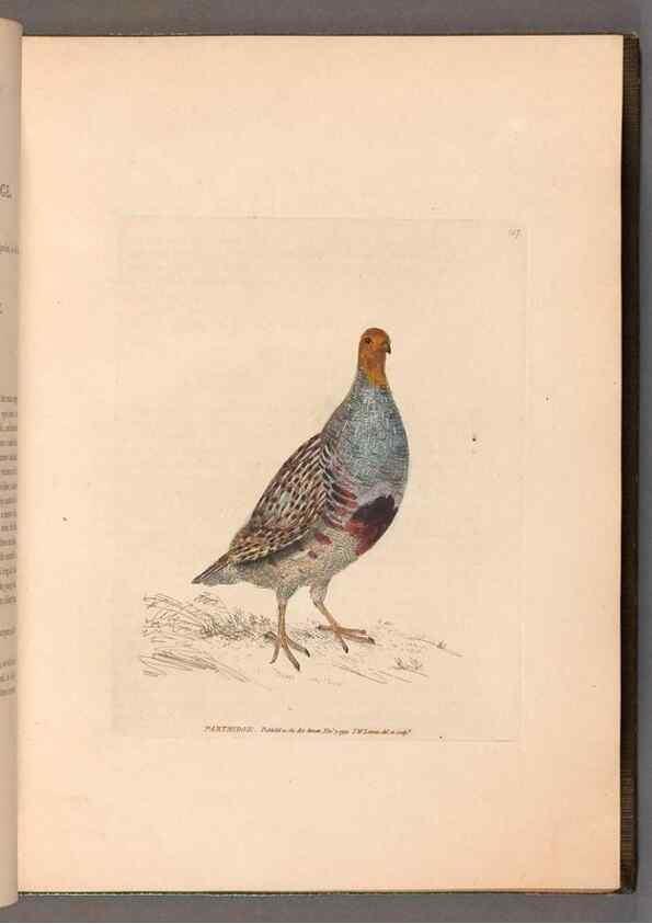 Reproducción/Reproduction 49055488512: The birds of Great Britain,. 1795-1801.. 