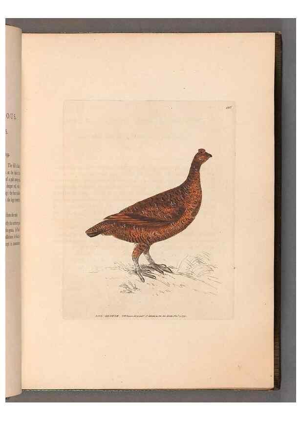 Reproducción/Reproduction 49055488192: The birds of Great Britain,. 1795-1801.. 