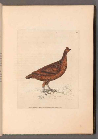 Reproducción/Reproduction 49055488192: The birds of Great Britain,. 1795-1801.. 