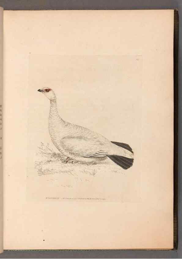 Reproducción/Reproduction 49054758928: The birds of Great Britain,. 1795-1801.. 