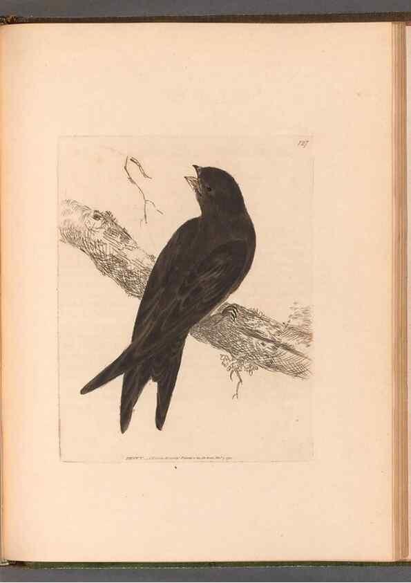 Reproducción/Reproduction 49054675598: The birds of Great Britain,. 1795-1801.. 