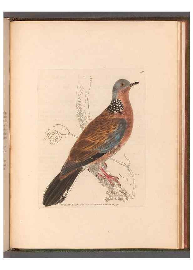 Reproducción/Reproduction 49055191661: The birds of Great Britain,. 1795-1801.. 
