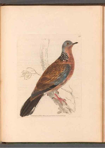 Reproducción/Reproduction 49055191661: The birds of Great Britain,. 1795-1801.. 