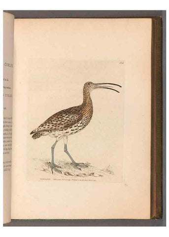 Reproducción/Reproduction 49055493732: The birds of Great Britain,. 1795-1801.. 