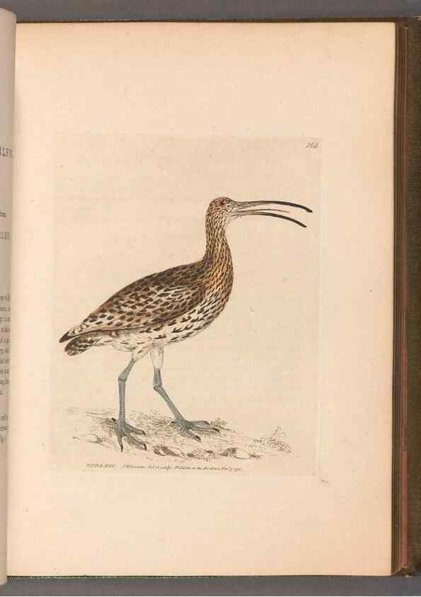 Reproducción/Reproduction 49055493732: The birds of Great Britain,. 1795-1801.. 