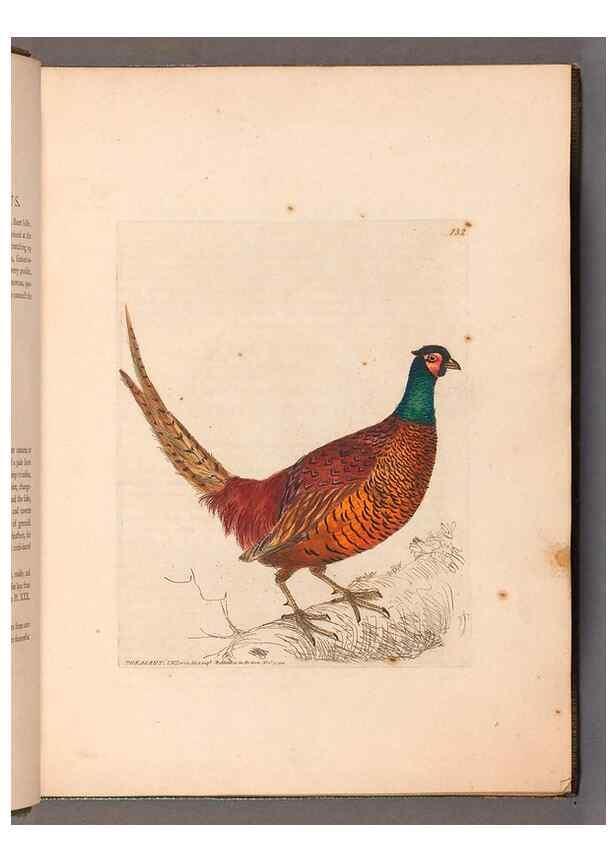 Reproducción/Reproduction 49054757908: The birds of Great Britain,. 1795-1801.. 