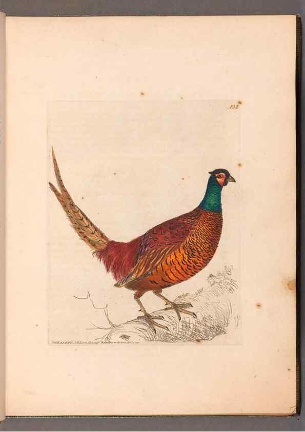 Reproducción/Reproduction 49054757908: The birds of Great Britain,. 1795-1801.. 
