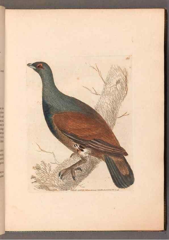 Reproducción/Reproduction 49054758178: The birds of Great Britain,. 1795-1801.. 