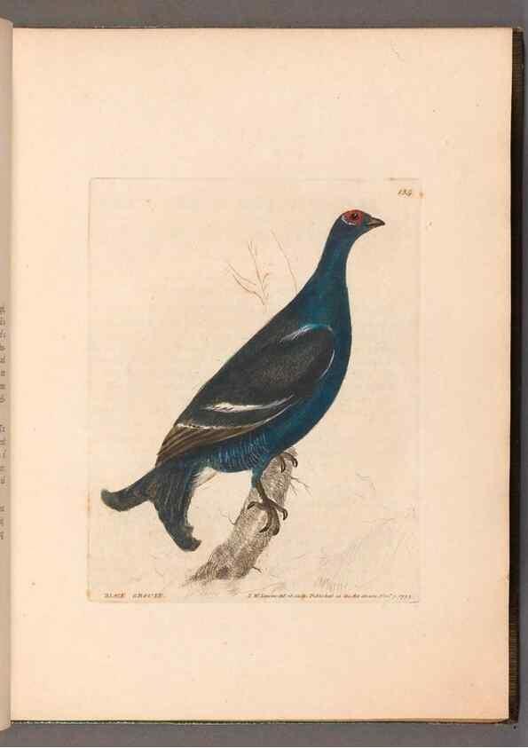 Reproducción/Reproduction 49055274296: The birds of Great Britain,. 1795-1801.. 