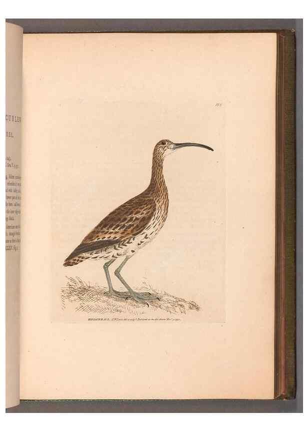 Reproducción/Reproduction 49055493997: The birds of Great Britain,. 1795-1801.. 