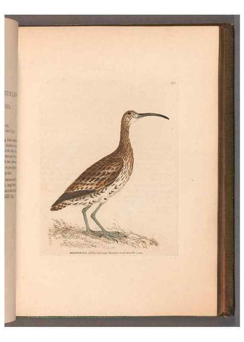Reproducción/Reproduction 49055493997: The birds of Great Britain,. 1795-1801.. 