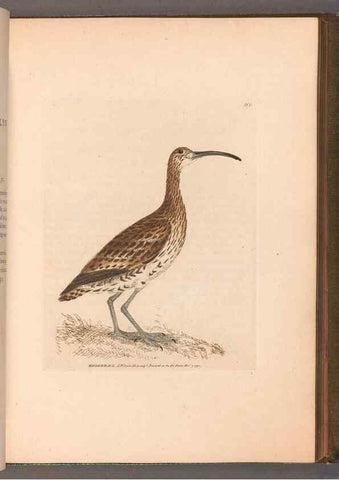 Reproducción/Reproduction 49055493997: The birds of Great Britain,. 1795-1801.. 