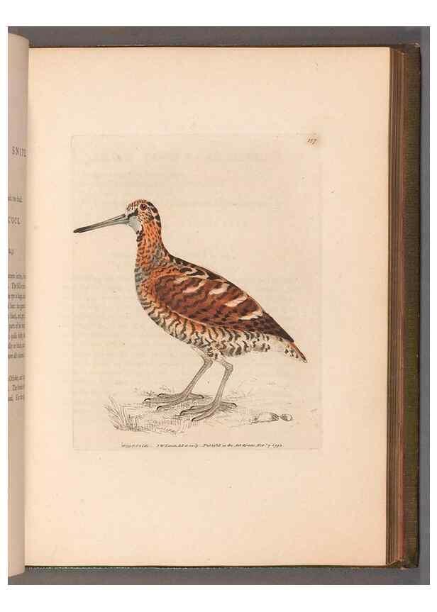 Reproducción/Reproduction 49054765608: The birds of Great Britain,. 1795-1801.. 