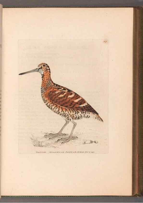 Reproducción/Reproduction 49054765608: The birds of Great Britain,. 1795-1801.. 