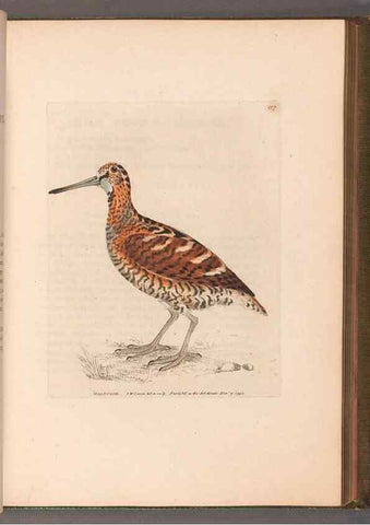 Reproducción/Reproduction 49054765608: The birds of Great Britain,. 1795-1801.. 