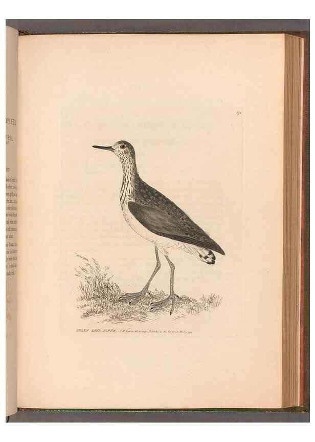 Reproducción/Reproduction 49054798293: The birds of Great Britain,. 1795-1801.. 