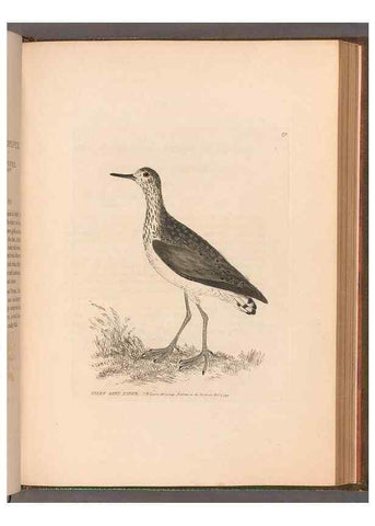 Reproducción/Reproduction 49054798293: The birds of Great Britain,. 1795-1801.. 