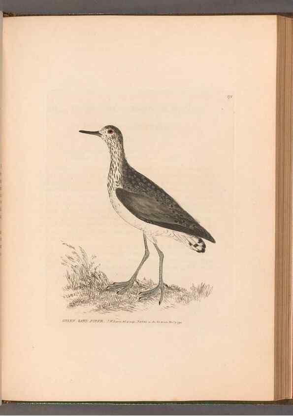 Reproducción/Reproduction 49054798293: The birds of Great Britain,. 1795-1801.. 