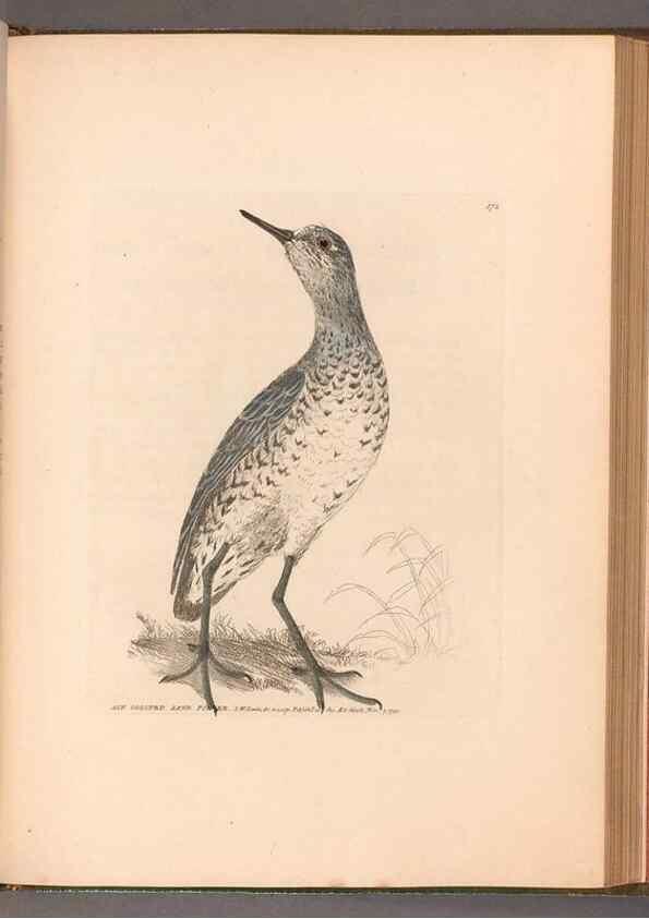 Reproducción/Reproduction 49055314276: The birds of Great Britain,. 1795-1801.. 
