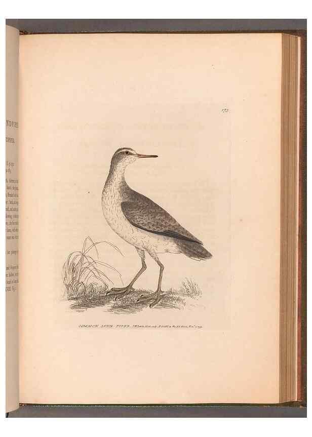 Reproducción/Reproduction 49055526787: The birds of Great Britain,. 1795-1801.. 