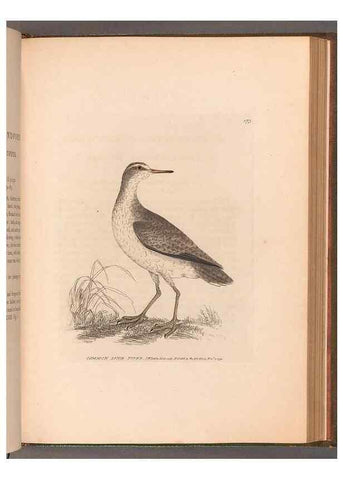 Reproducción/Reproduction 49055526787: The birds of Great Britain,. 1795-1801.. 
