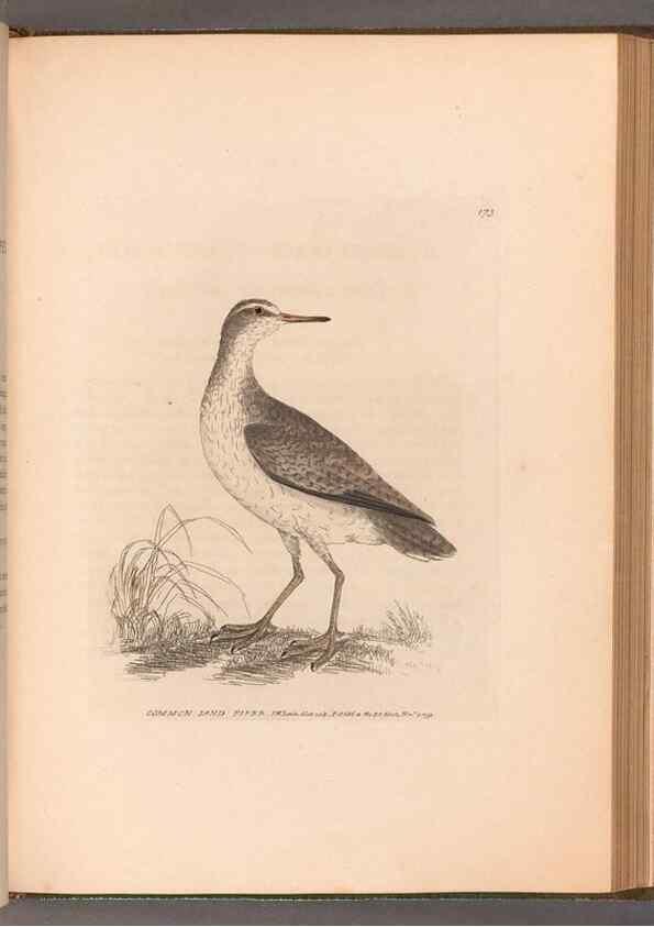 Reproducción/Reproduction 49055526787: The birds of Great Britain,. 1795-1801.. 