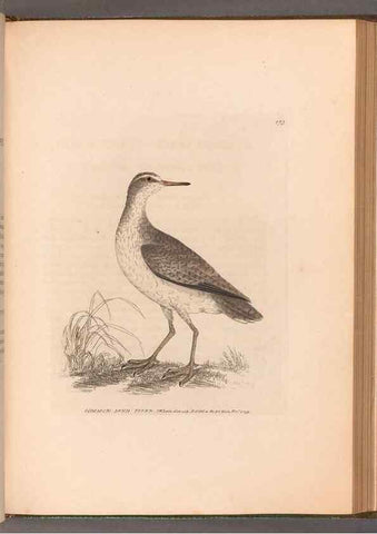 Reproducción/Reproduction 49055526787: The birds of Great Britain,. 1795-1801.. 