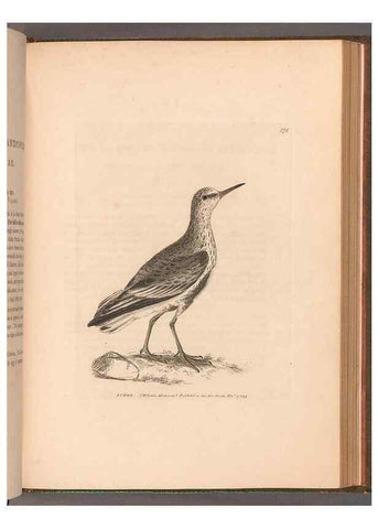 Reproducción/Reproduction 49054799373: The birds of Great Britain,. 1795-1801.. 
