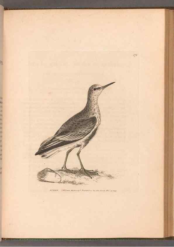 Reproducción/Reproduction 49054799373: The birds of Great Britain,. 1795-1801.. 
