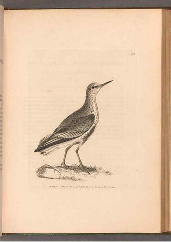 Reproducción/Reproduction 49054799373: The birds of Great Britain,. 1795-1801.. 